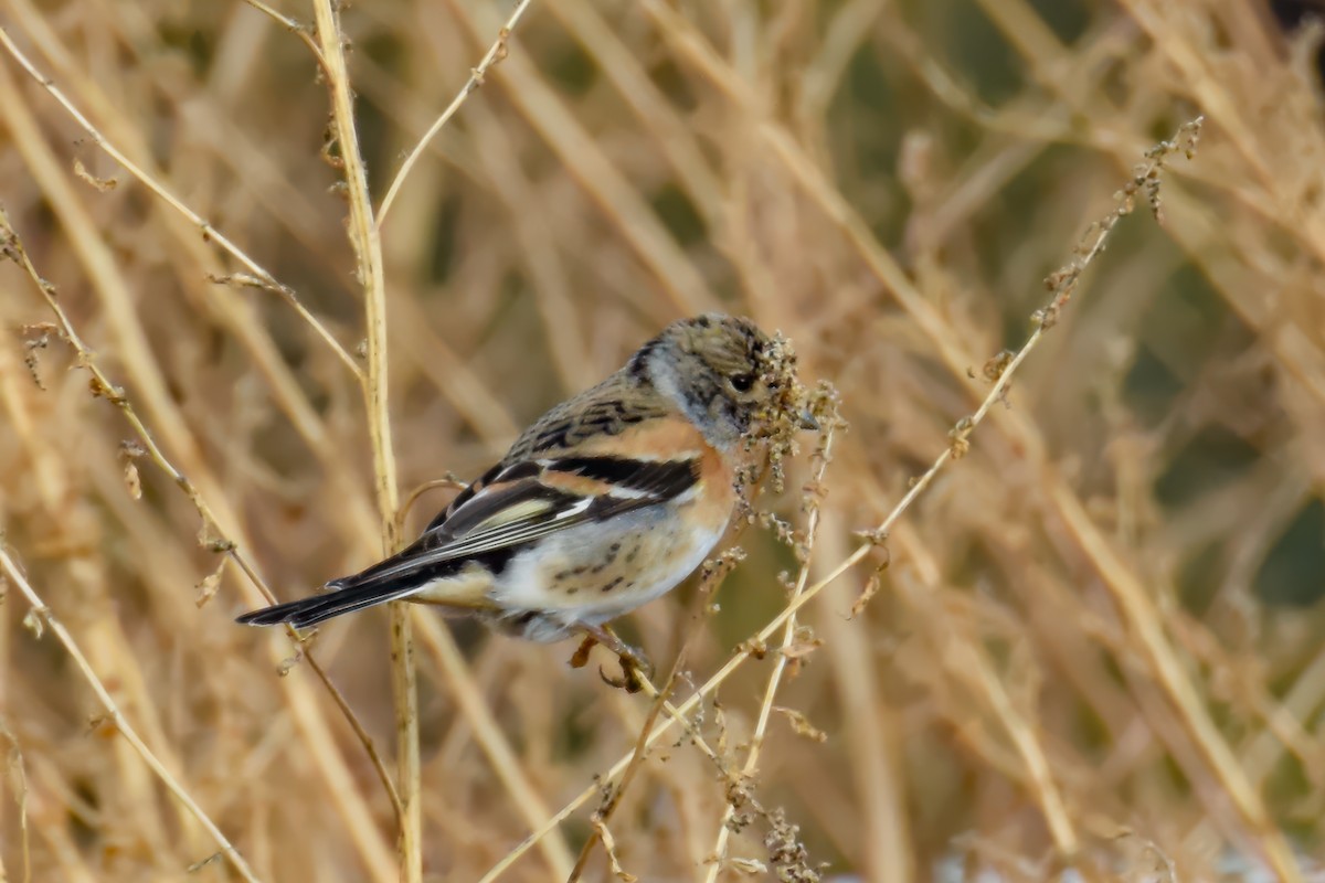 Brambling - ML642425708