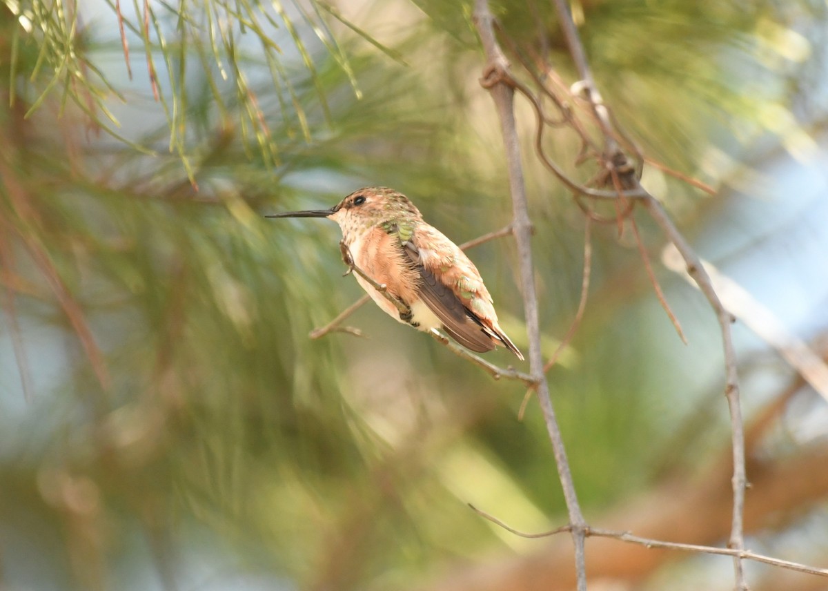 kalypta rezavolesklá - ML642425709