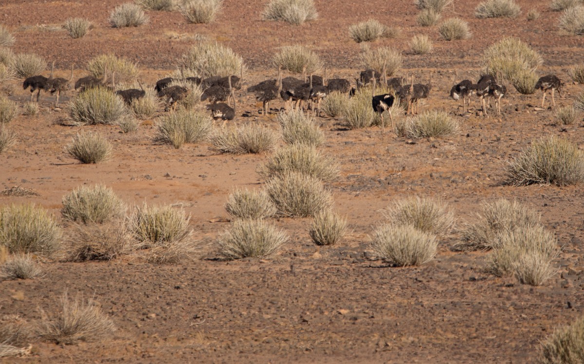 Common Ostrich - ML642425730