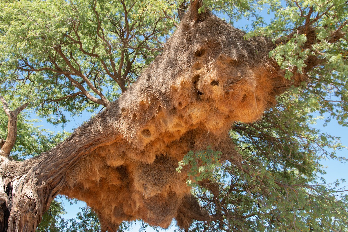 Sociable Weaver - ML642425744