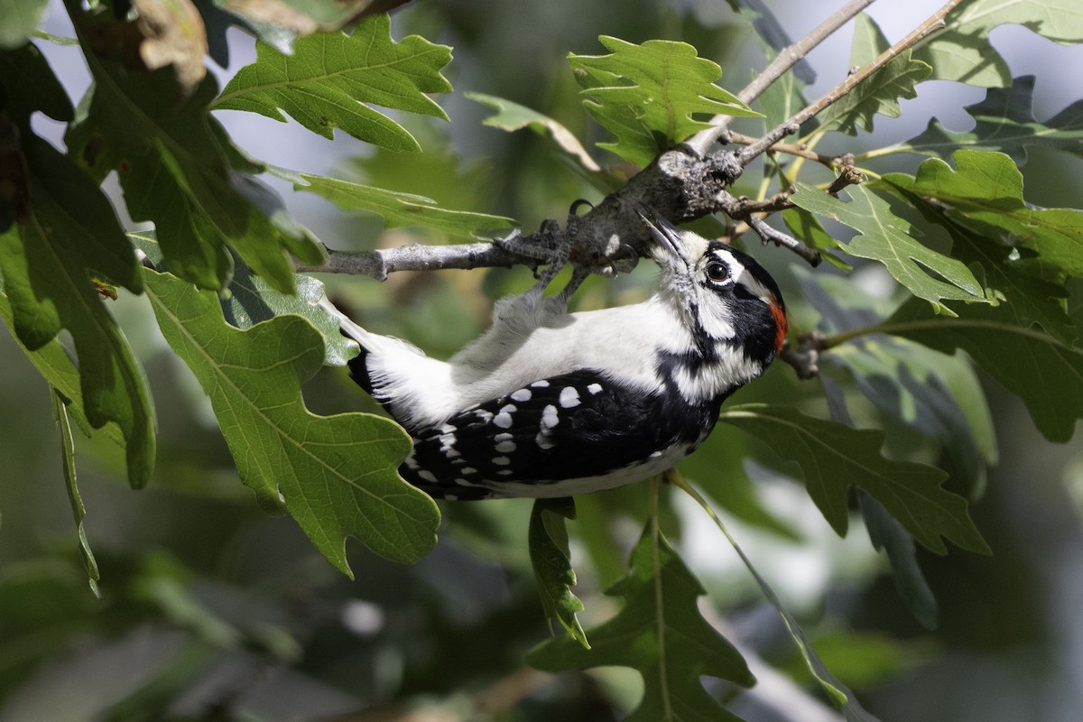 Downy Woodpecker - ML642425754