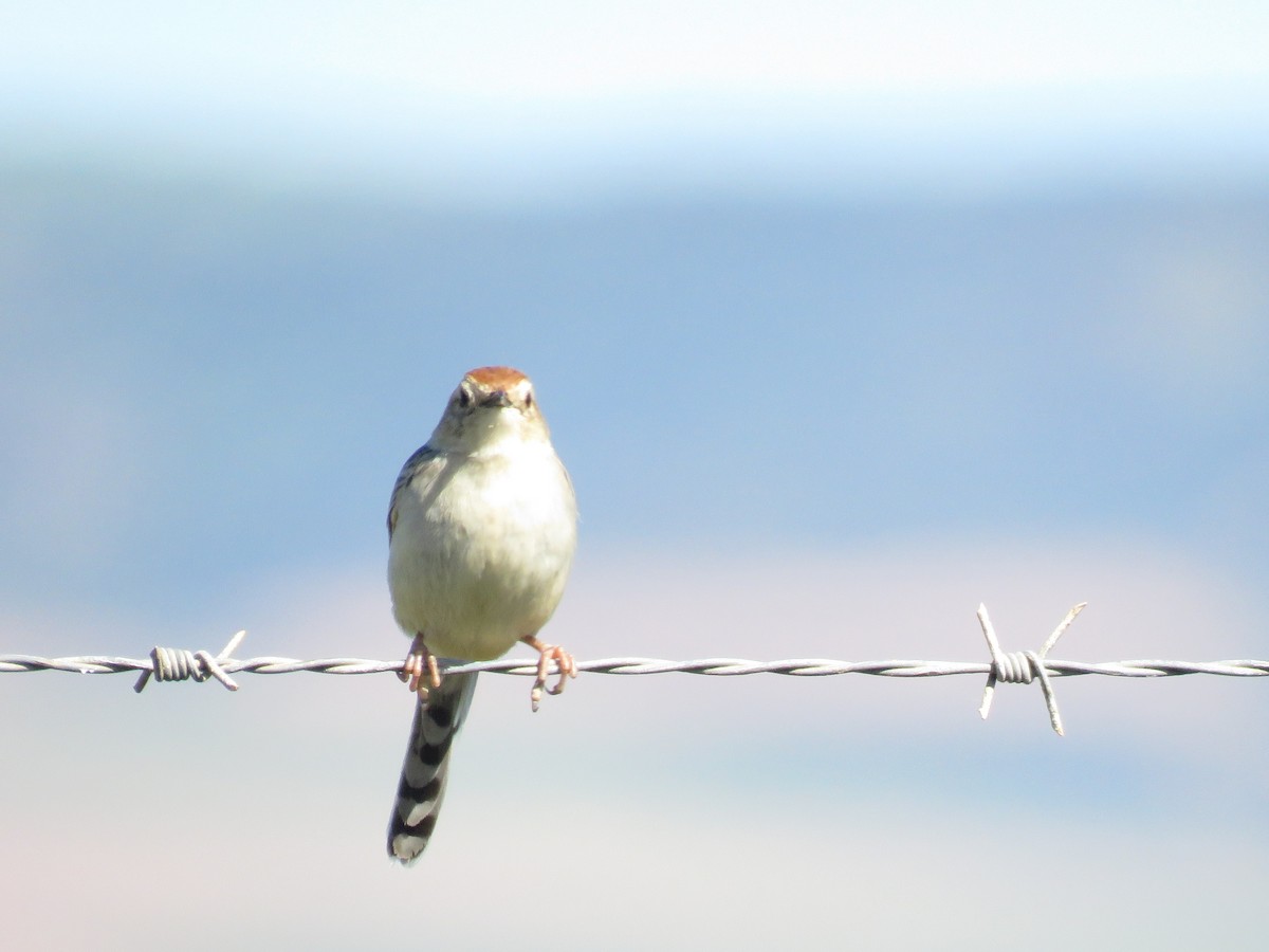 Levaillant's Cisticola - ML642425780