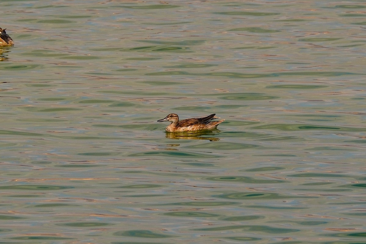 Garganey - ML642425783