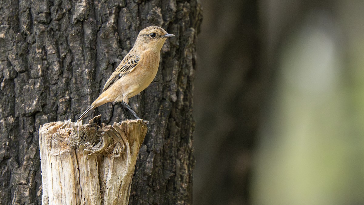 Pitxartxar mantxuriarra - ML642425810