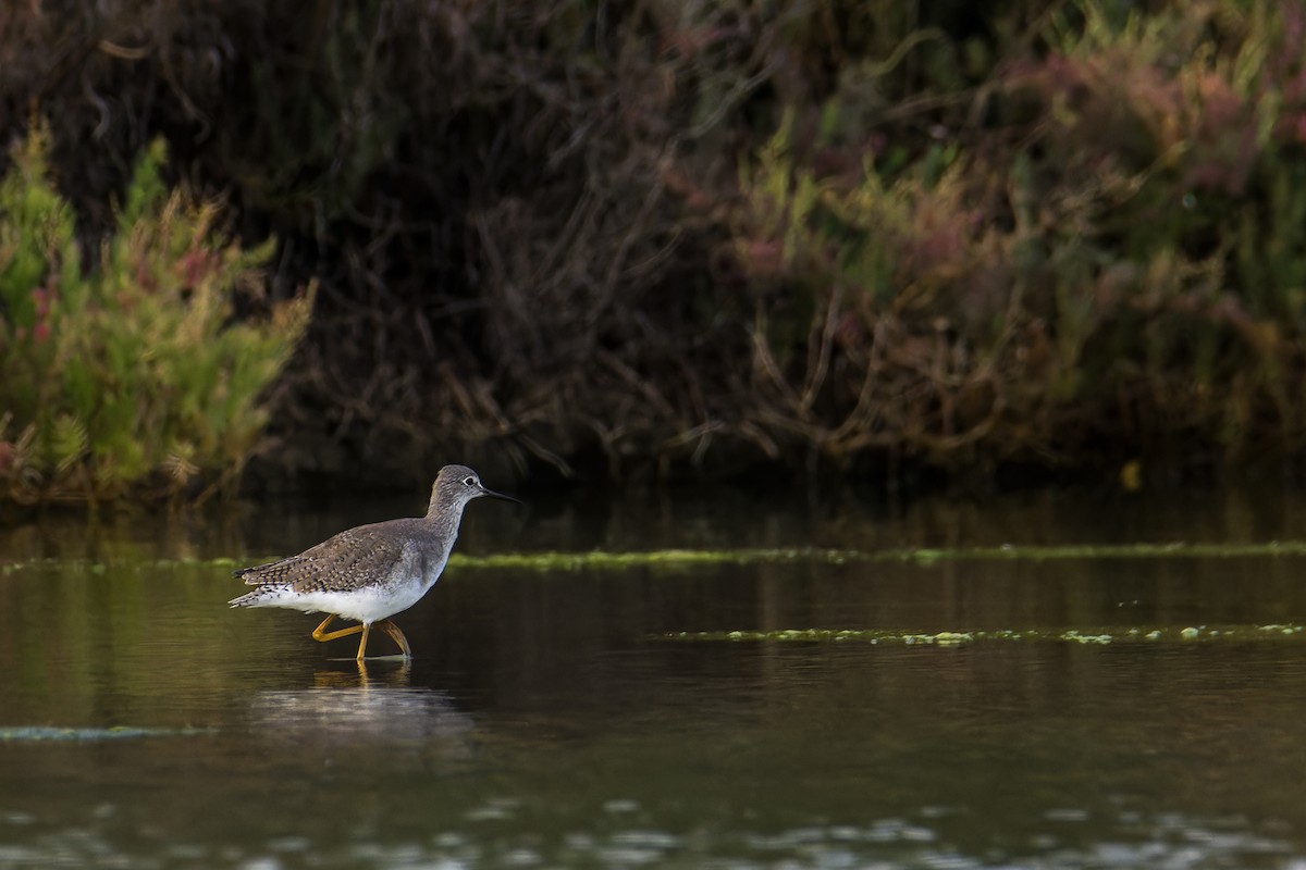 Lesser Yellowlegs - Wich’yanan Limparungpatthanakij