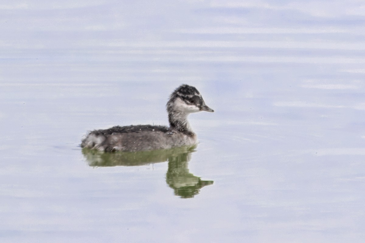 Eared Grebe - ML642425823