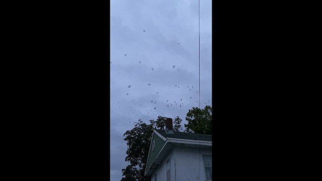 Chimney Swift - ML642425850