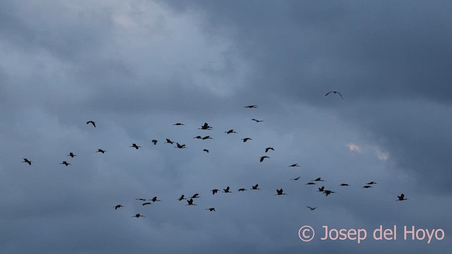 Glossy Ibis - ML642425855