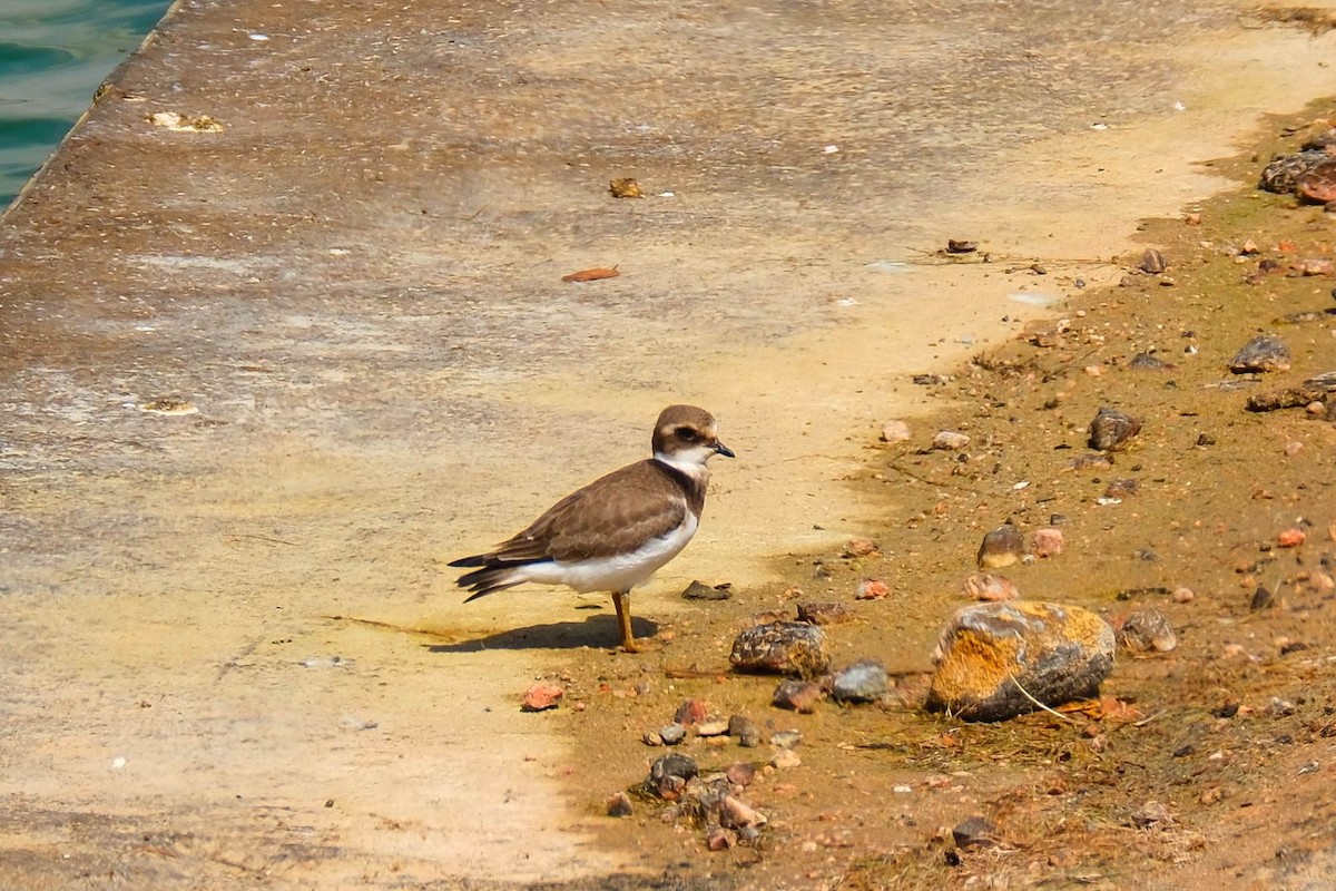 Common Ringed Plover - ML642425862