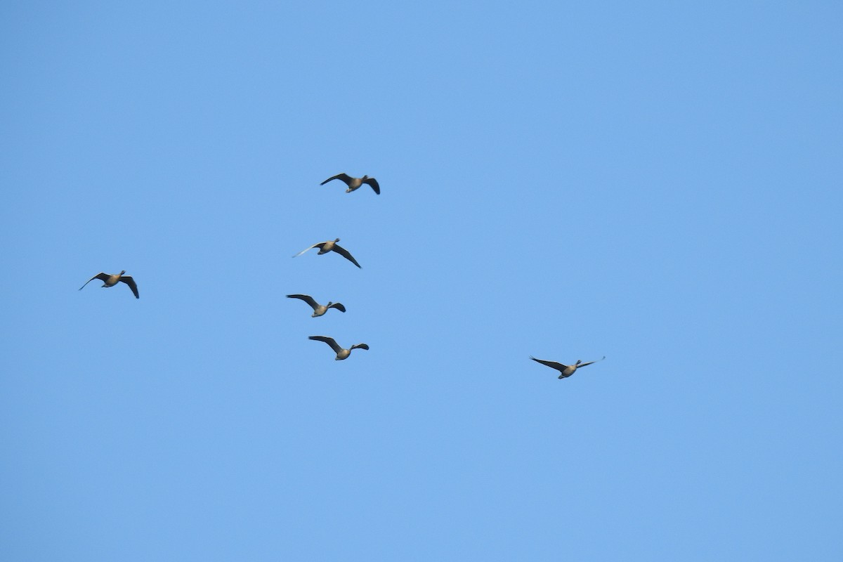 Pink-footed Goose - ML642425869