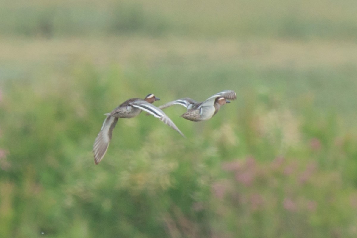 Garganey - ML642425878
