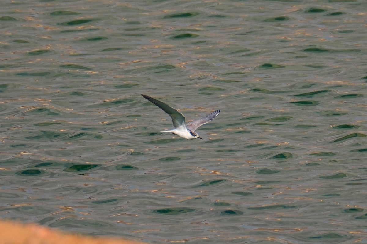 White-cheeked Tern - ML642425879
