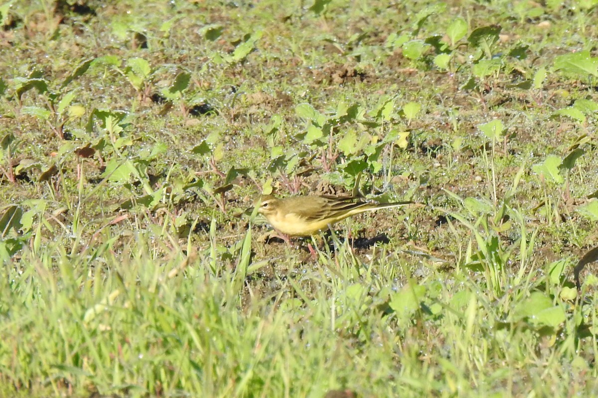 Western Yellow Wagtail - ML642425906