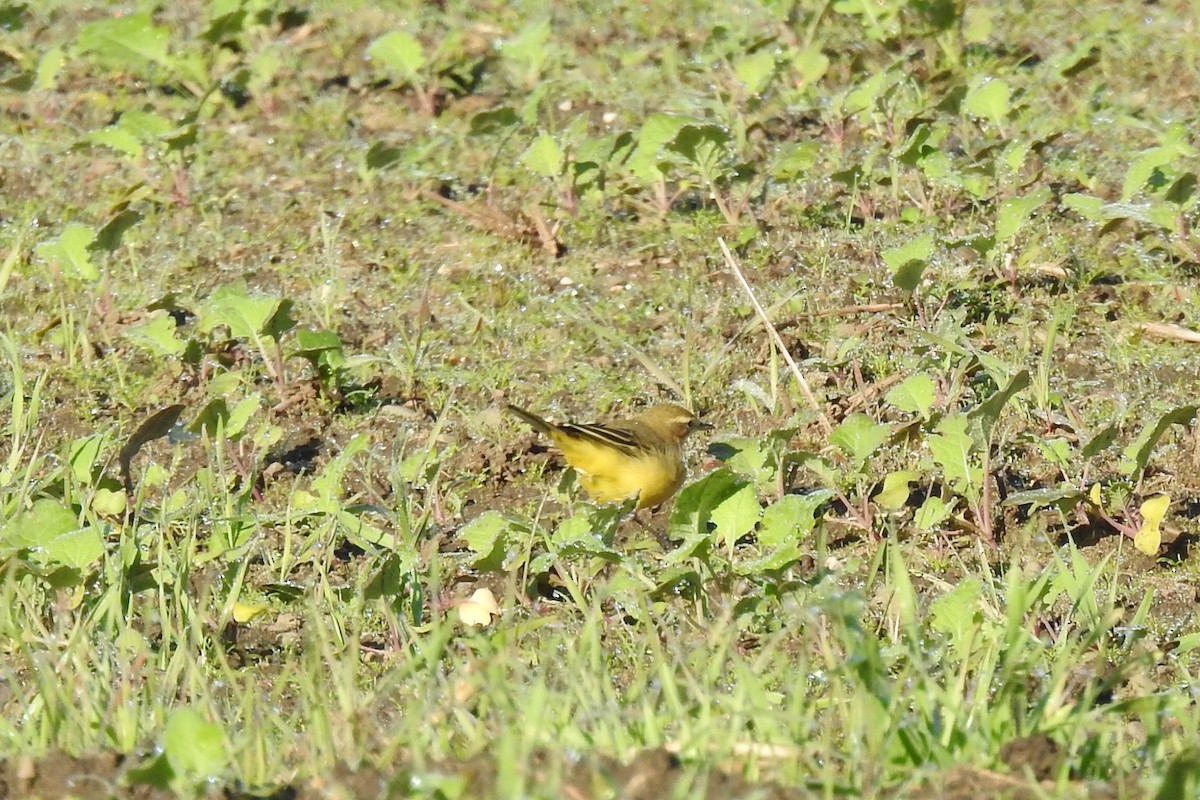 Western Yellow Wagtail - ML642425925