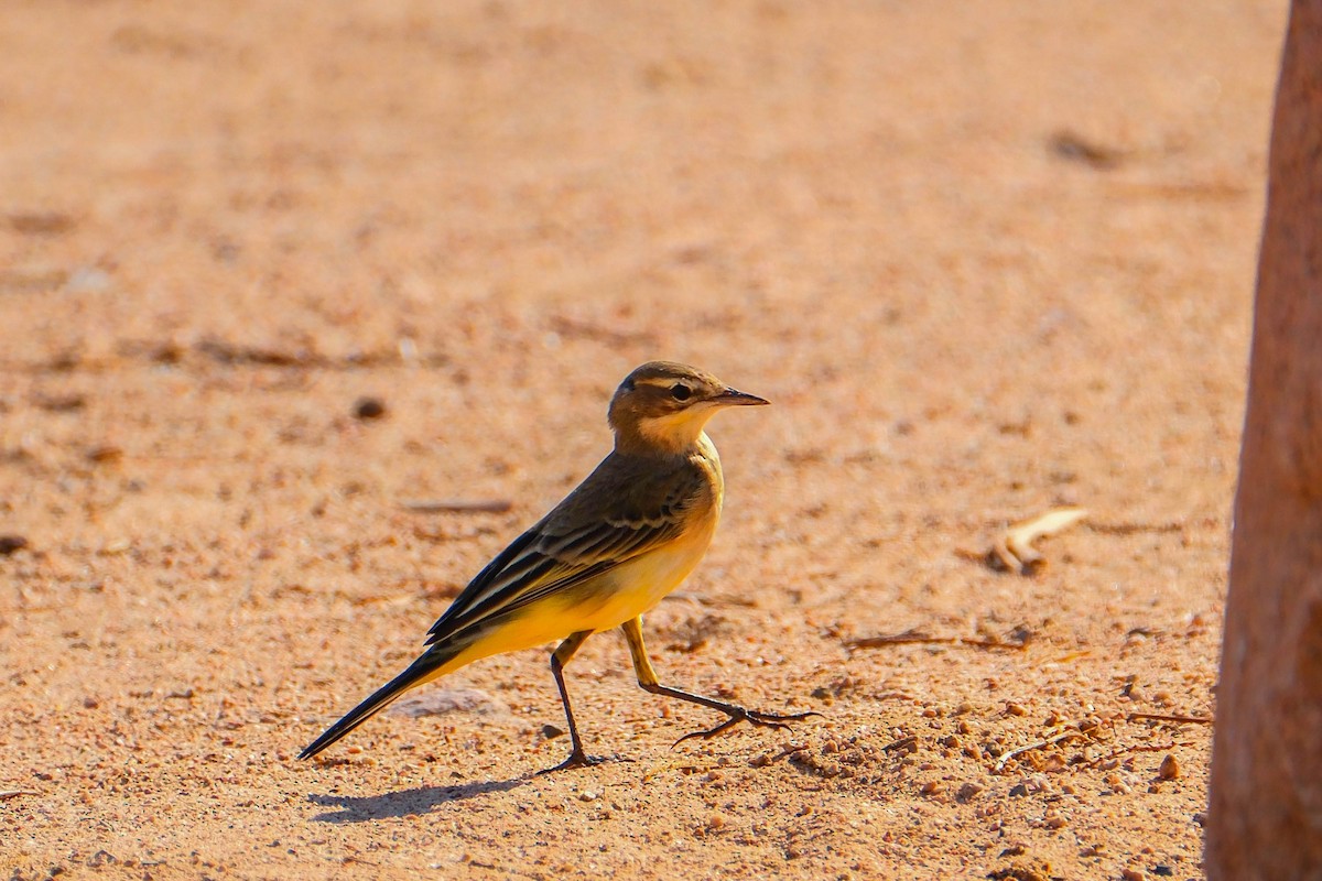 Western Yellow Wagtail - ML642425944