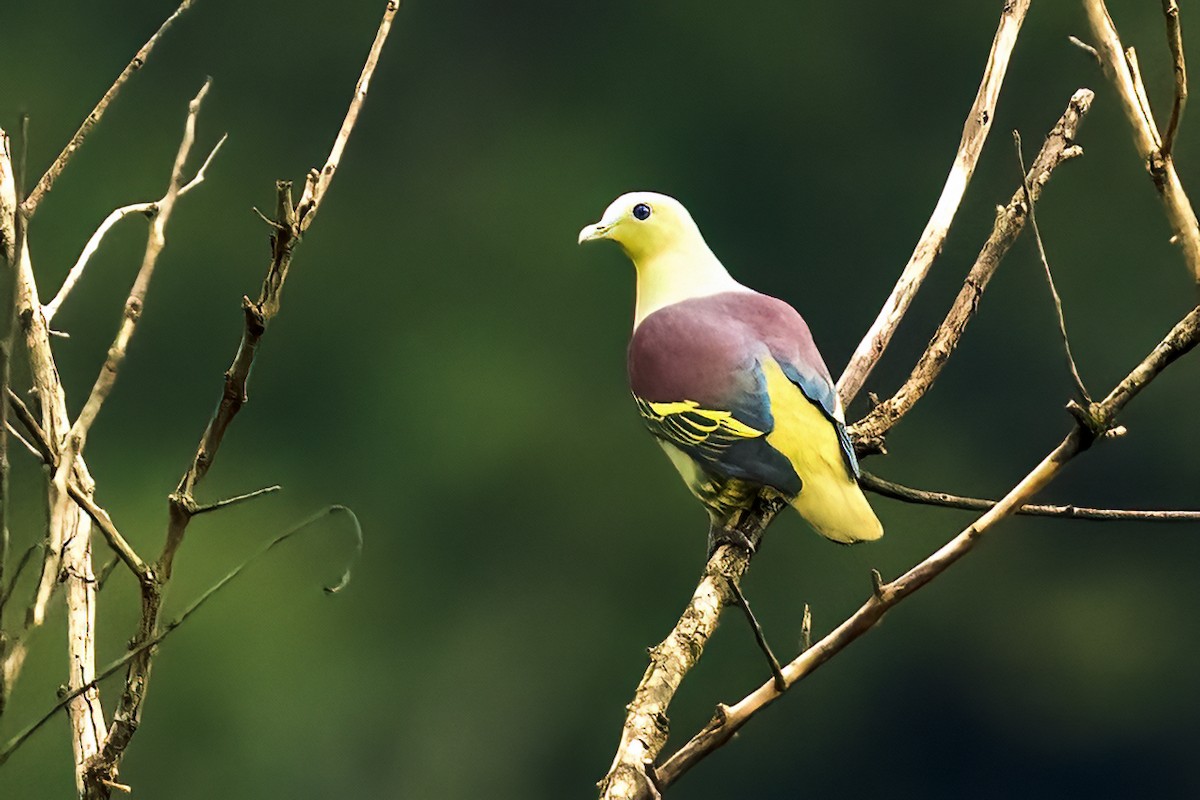 Gray-fronted Green-Pigeon - ML642425946