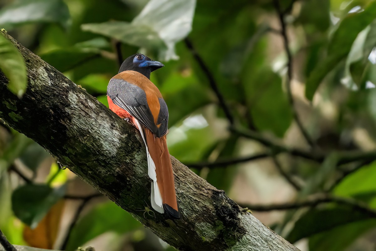 Malabar Trogon - ML642425953