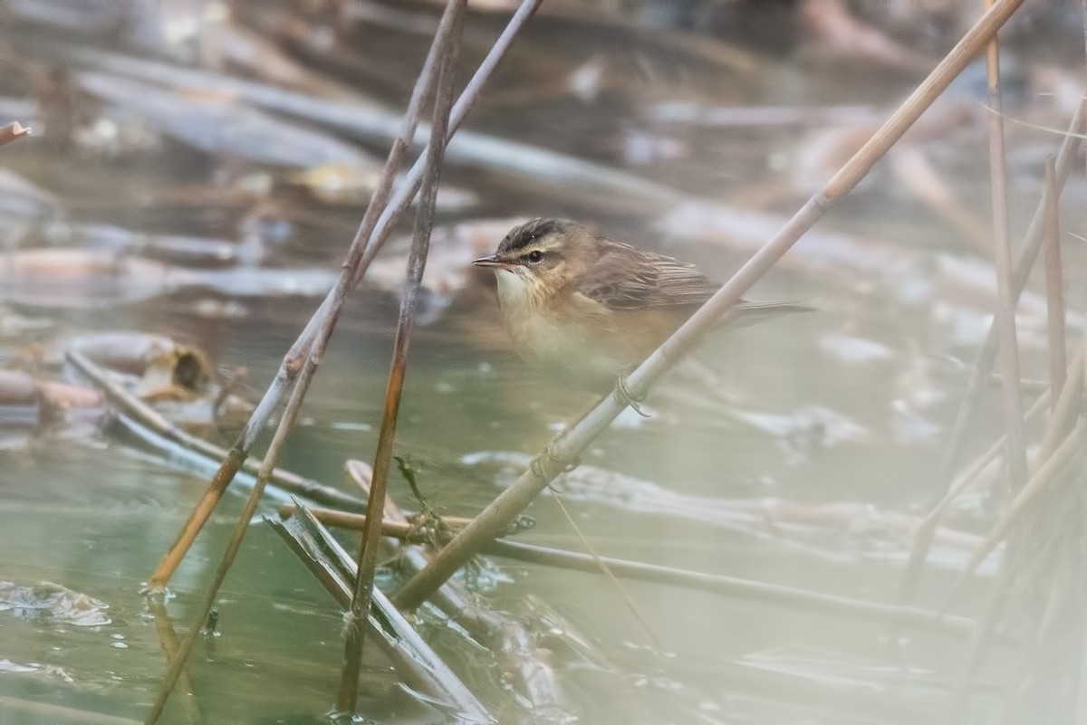 Sedge Warbler - ML642425956
