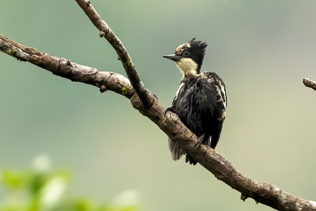 Heart-spotted Woodpecker - ML642425959