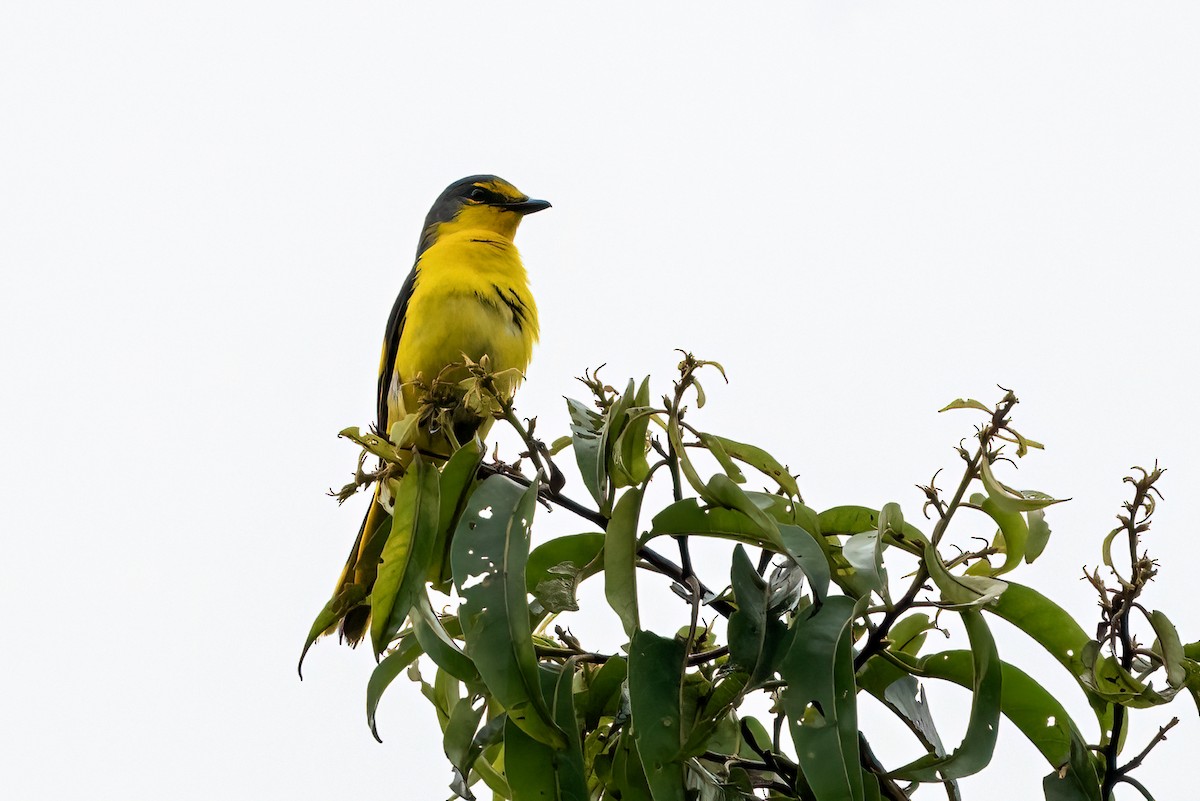 Orange Minivet - ML642425969