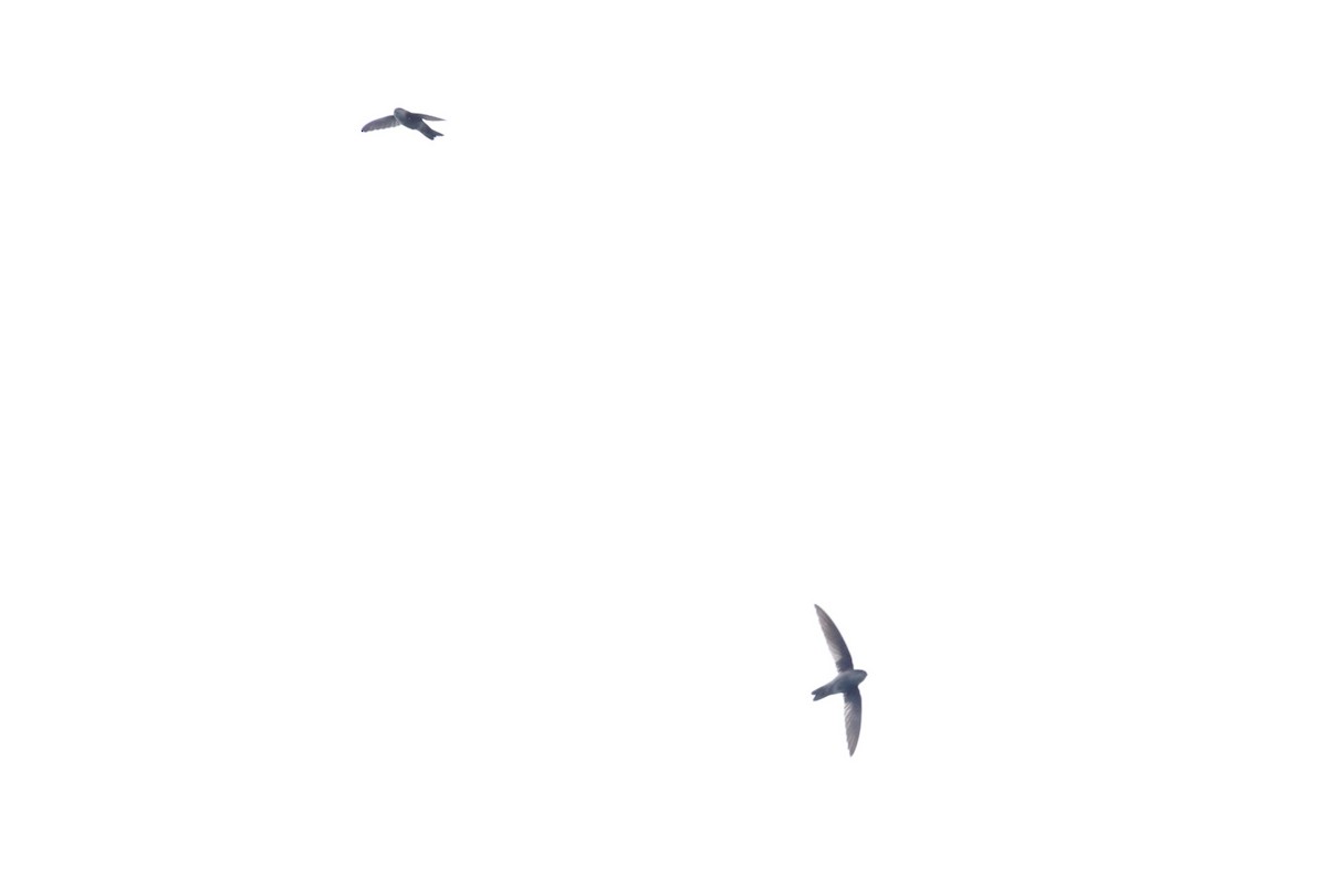 Uniform Swiftlet - ML642425970