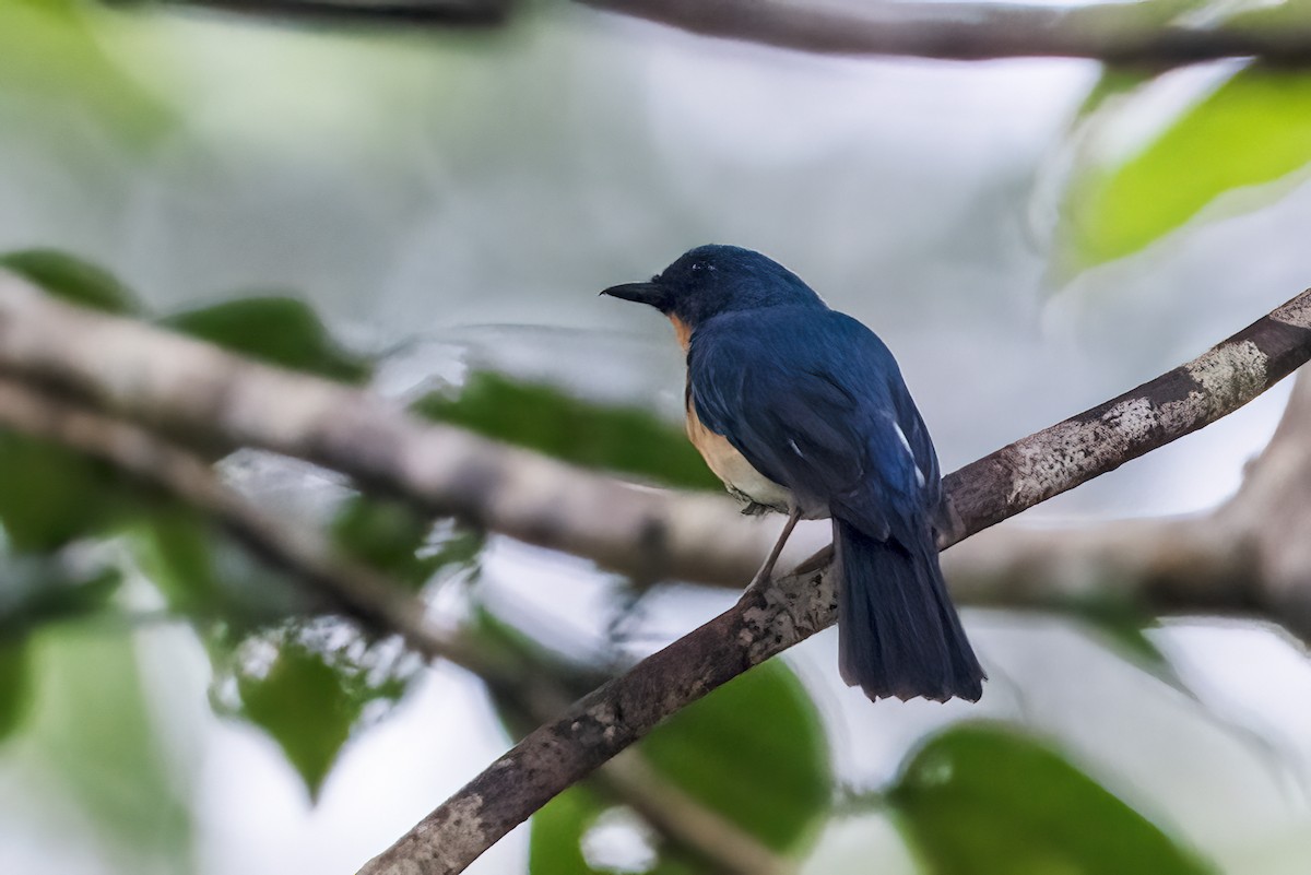 Tickell's Blue Flycatcher - ML642425985