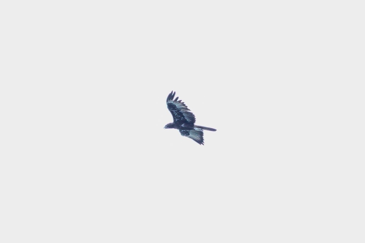 Gurney's Eagle - ML642425986