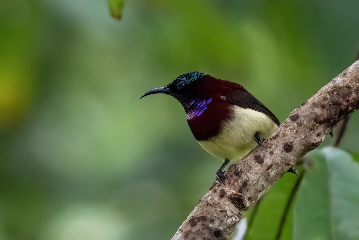 Crimson-backed Sunbird - ML642425991