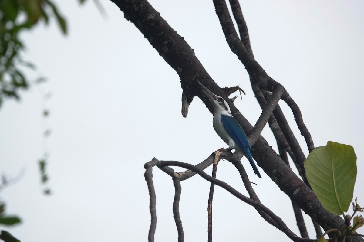 Beach Kingfisher - ML642425998