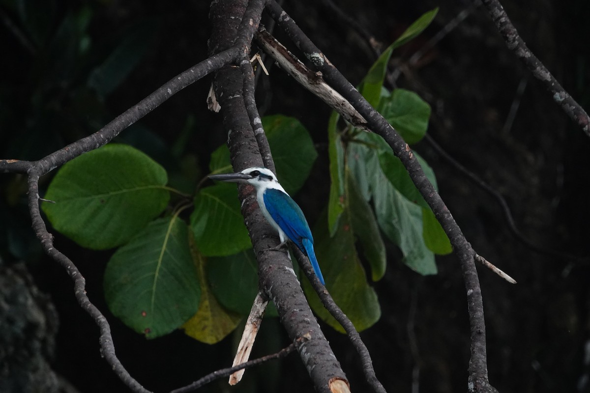 Beach Kingfisher - ML642425999