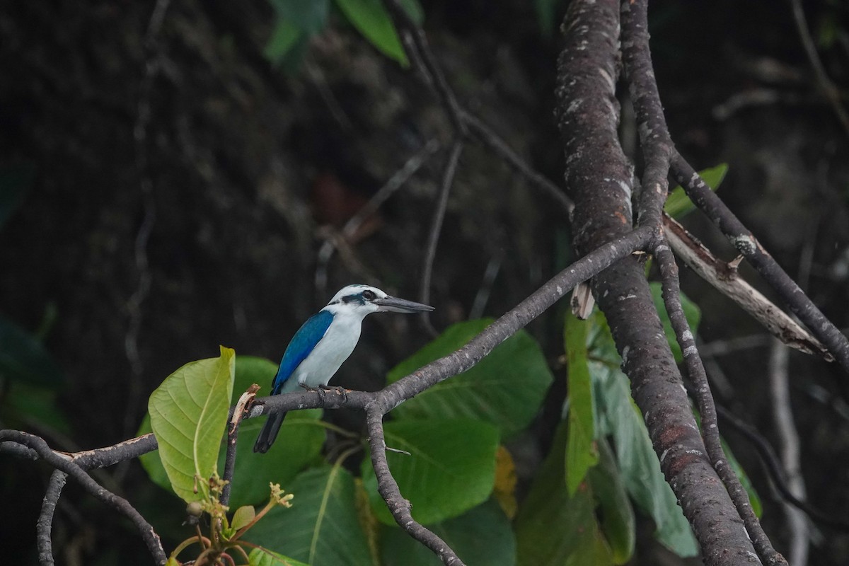 Beach Kingfisher - ML642426000