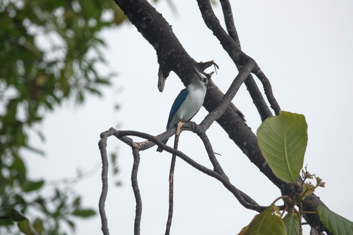 Beach Kingfisher - ML642426001