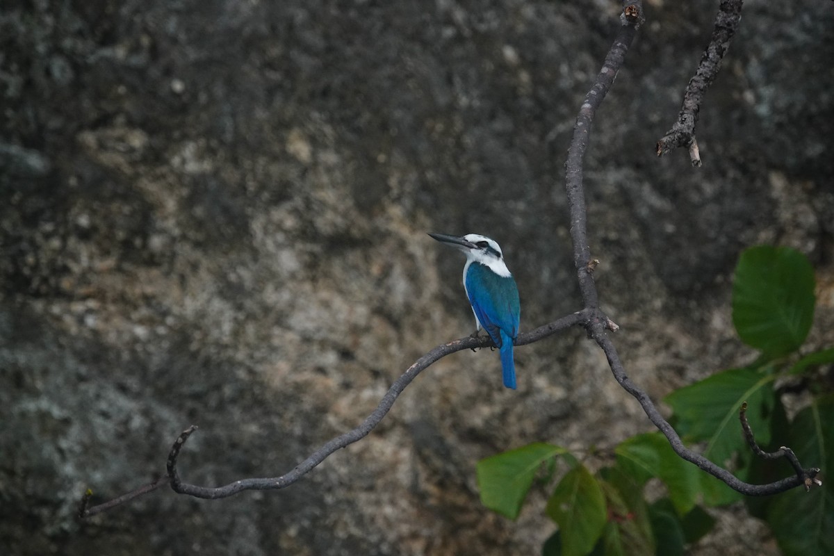 Beach Kingfisher - ML642426002