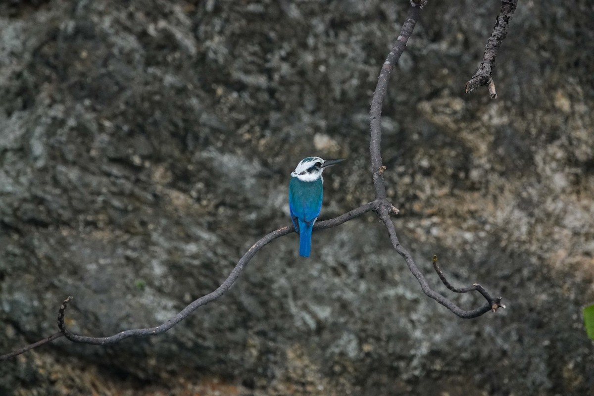 Beach Kingfisher - ML642426003