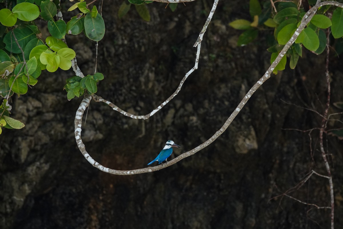 Beach Kingfisher - ML642426004