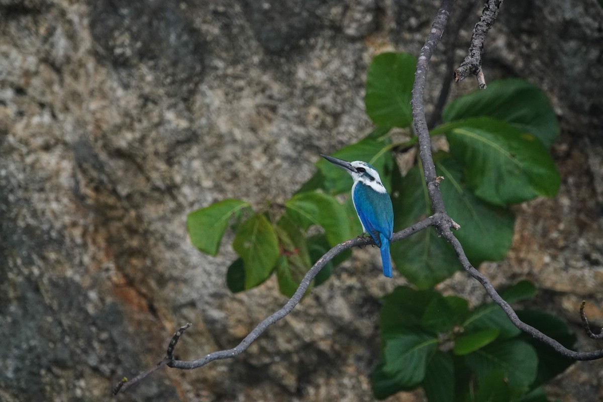 Beach Kingfisher - ML642426005