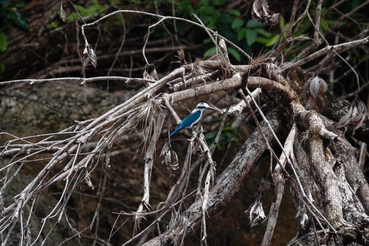 Beach Kingfisher - ML642426006