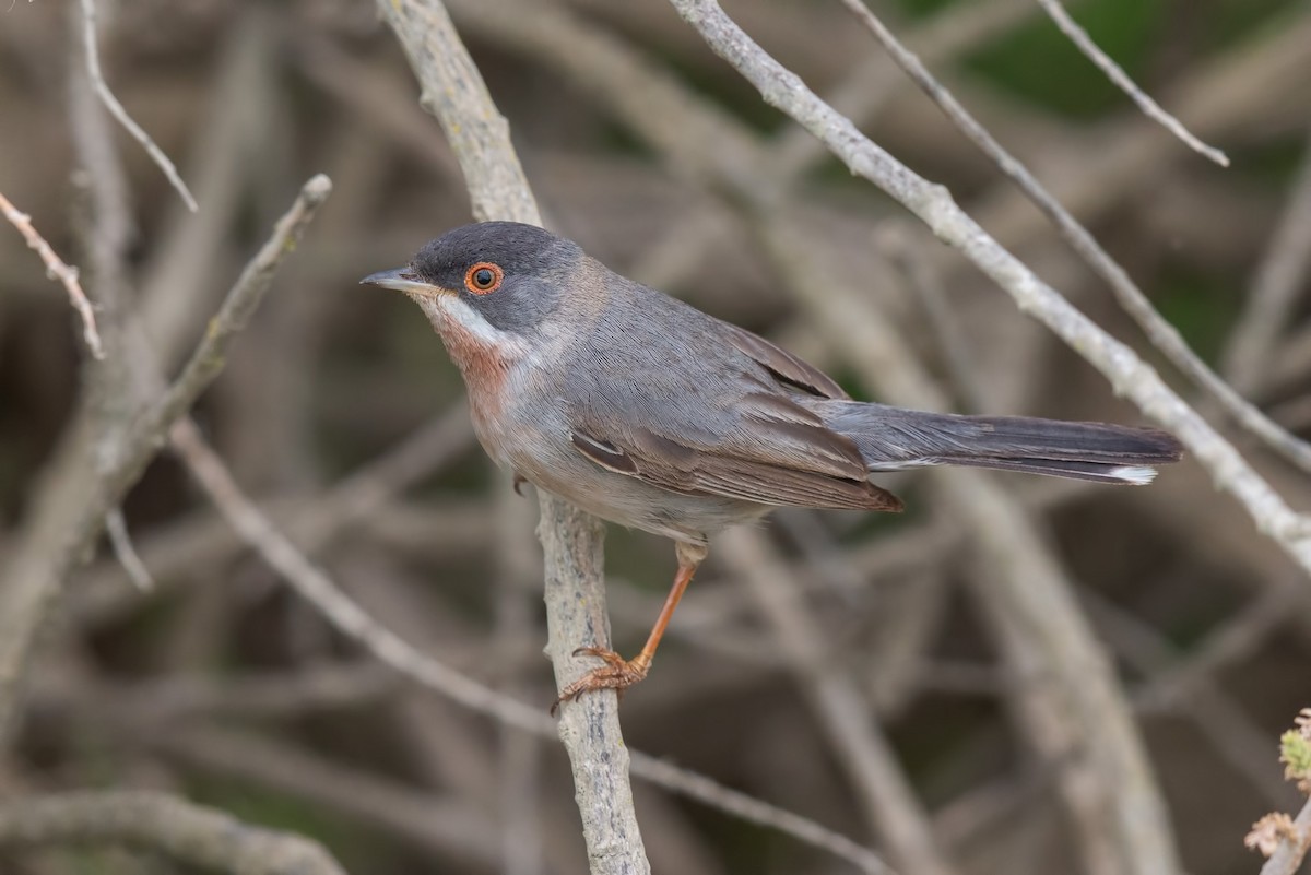 Menetries's Warbler - ML642426016