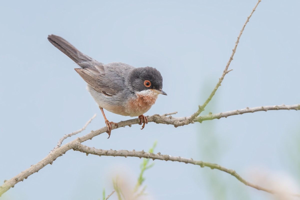 Menetries's Warbler - ML642426017