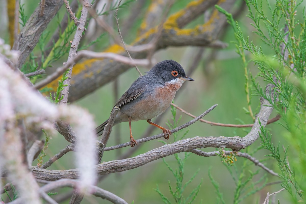 Menetries's Warbler - ML642426018