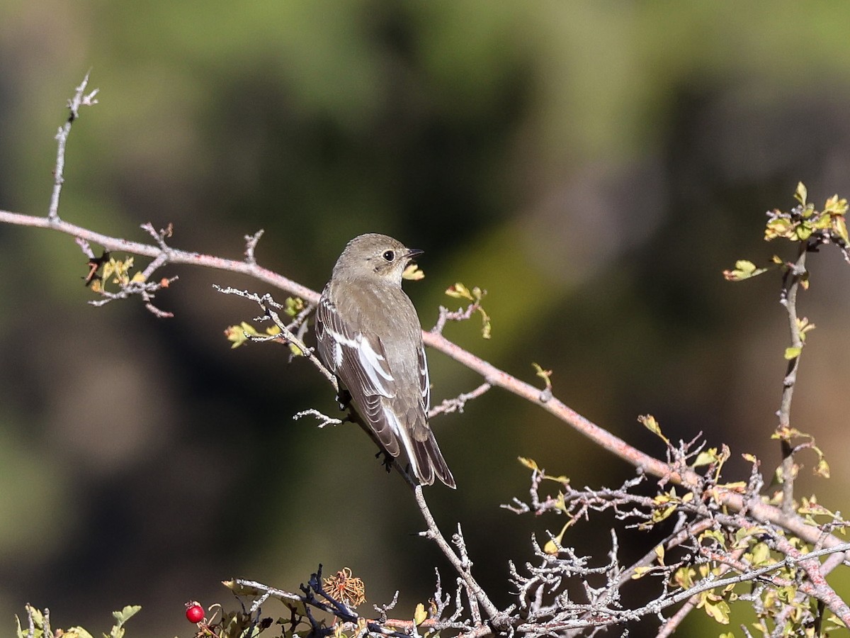 Collared Flycatcher - ML642426045