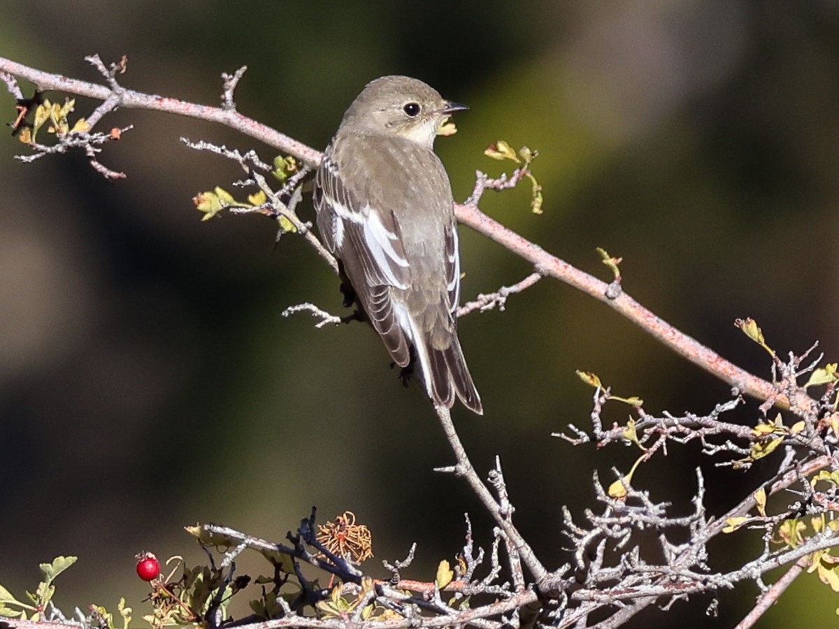 Collared Flycatcher - ML642426052