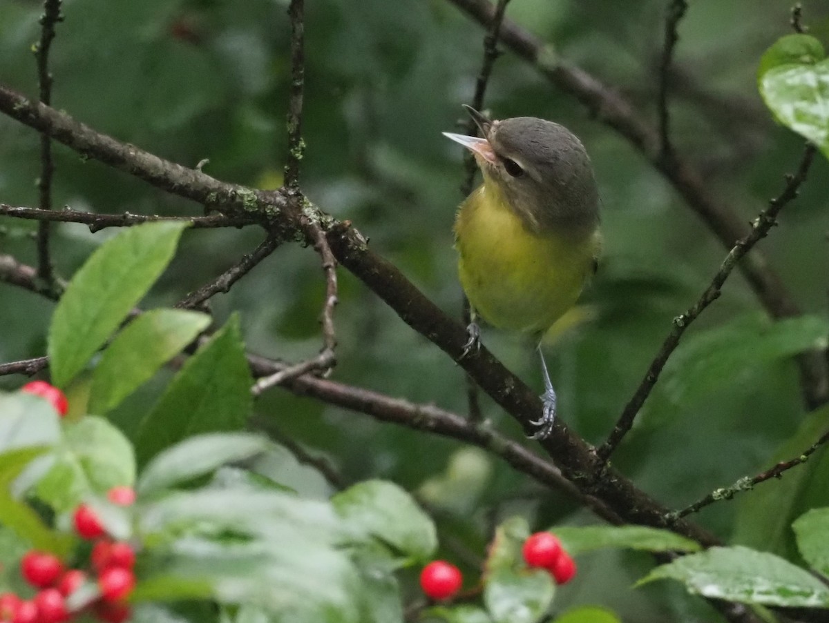 Philadelphia Vireo - ML642426060