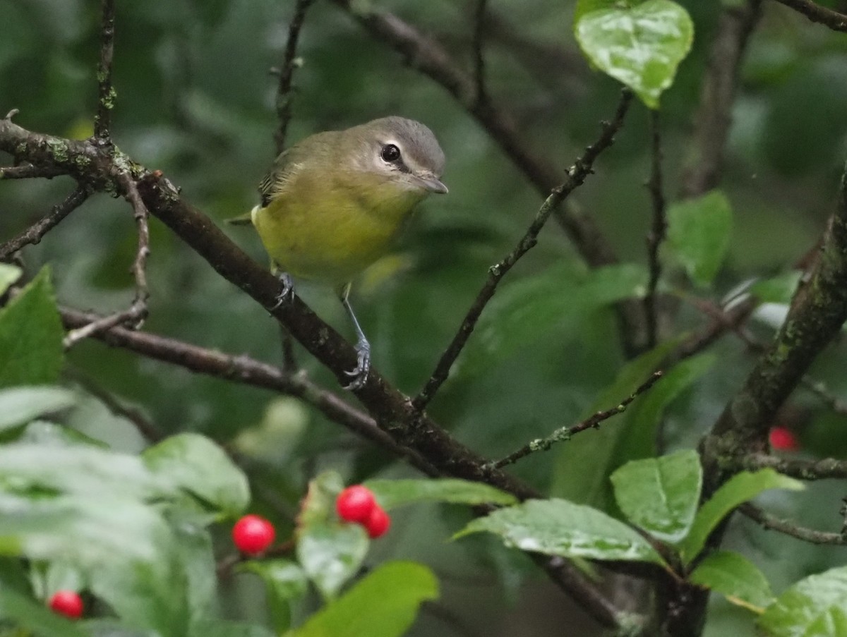 Philadelphia Vireo - ML642426061
