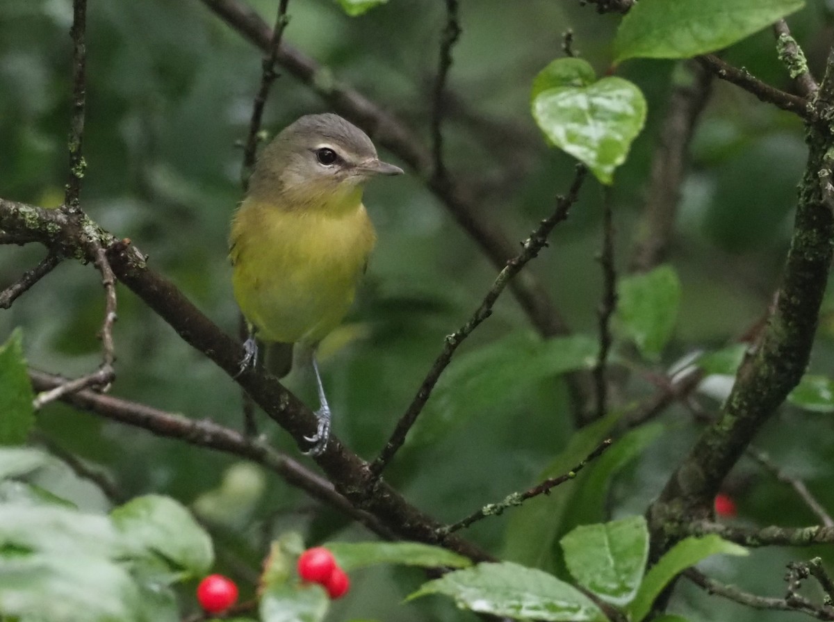 Philadelphia Vireo - ML642426063