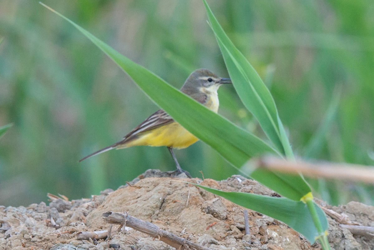 Western Yellow Wagtail - ML642426068