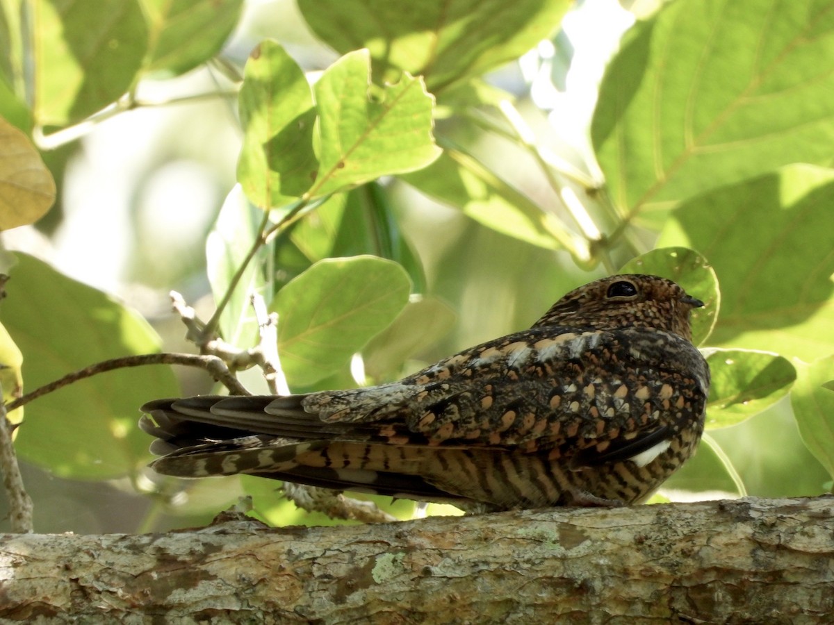 Lesser Nighthawk - ML642426099
