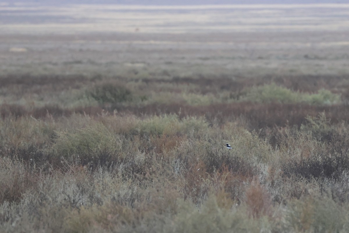 Finsch's Wheatear - ML642426102
