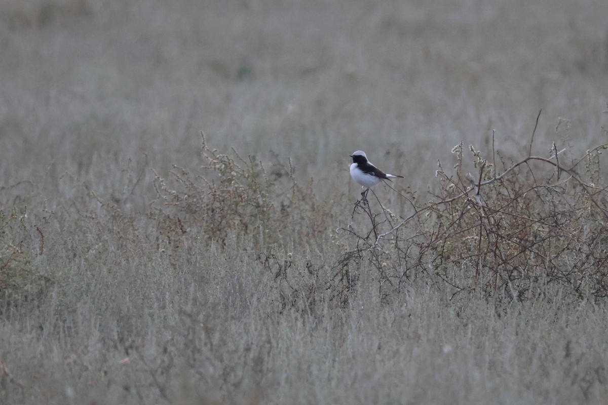 Finsch's Wheatear - ML642426104