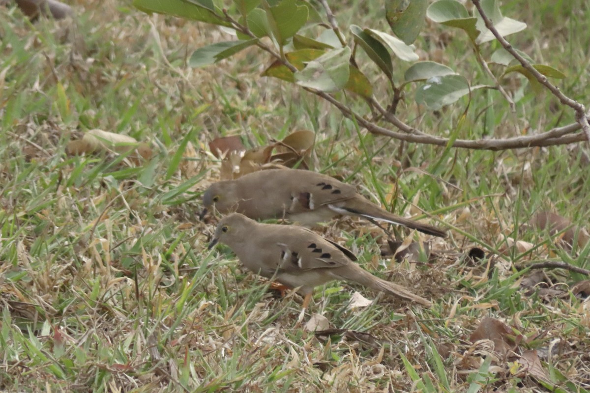 Long-tailed Ground Dove - ML642426116